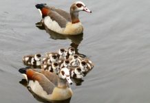 Certinia offers pragmatic AI and much more in Spring release Spring Geese, Image by Elsemargriet from Pixabay