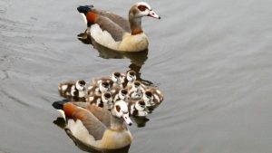 Spring Geese, Image by Elsemargriet from Pixabay