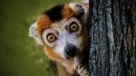 Looking around corners Corner Lemur Image by (Joenomias) Menno de Jong from Pixabay