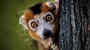 Corner Lemur Image by (Joenomias) Menno de Jong from Pixabay