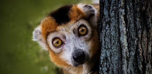 Corner Lemur Image by (Joenomias) Menno de Jong from Pixabay
