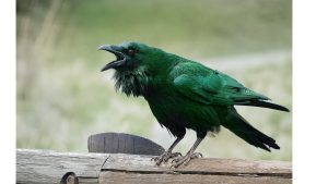 Green Crow