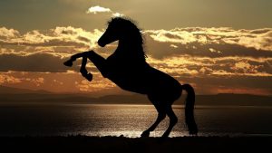 Black Horse Image by Patou Ricard from Pixabay https://pixabay.com/photos/horse-sunset-silhouette-1804425/ 