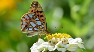 butterfly