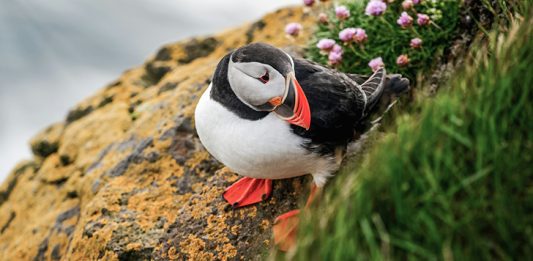 https://unsplash.com/photos/atlantic-puffin-also-know-as-common-puffin-is-a-species-of-seabird-in-the-auk-family-iceland-norway-faroe-islands-newfoundland-and-labrador-in-canada-are-known-to-be-large-colony-of-this-puffin-DLZEEoBhRK0