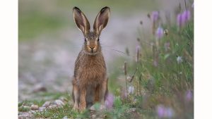 March - hare