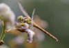 Dragonfly and UCL Secure £704K Grant to Fix Software Stack Security lolame-dragonfly-6510395.jpg https://pixabay.com/photos/dragonfly-insect-wings-6510395/ Image by Melanie from Pixabay