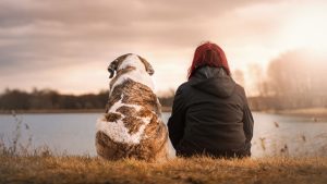 The pet food disrupter’s secret ingredient - Image by Sven Lachmann from Pixabay 