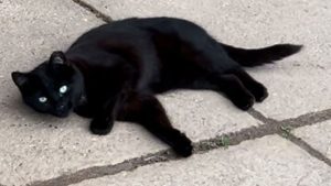 Stout the black cat (c) Krys Murphy